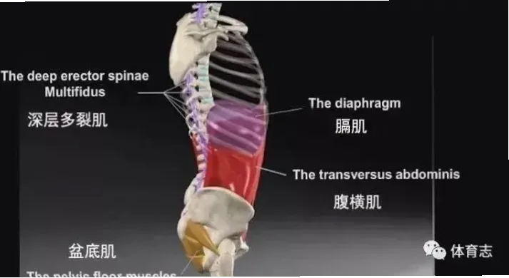核心稳定传递中断，力量传导断层怎么办？